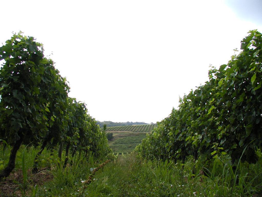 Vignes Château Faugas