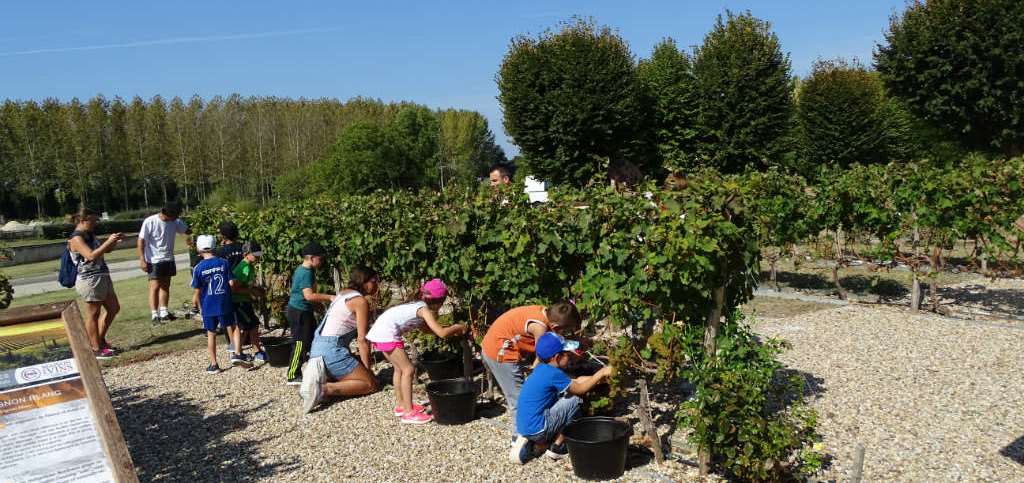 vendanges,écolières,maison,des,vins