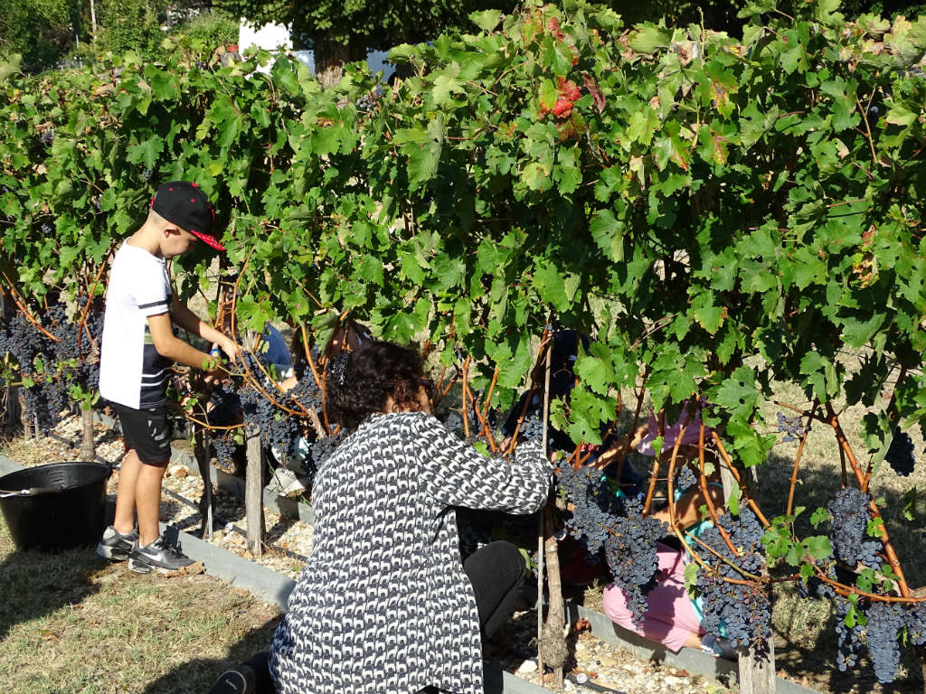 vendanges,écolières,maison,des,vins