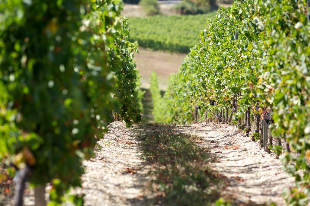 Visite vignoble Bordeaux