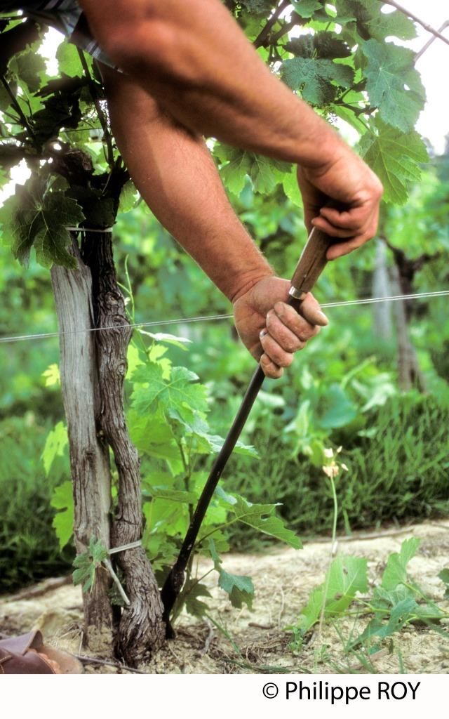 EPAMPRAGEVIGNE-maisondesvinsdecadillac