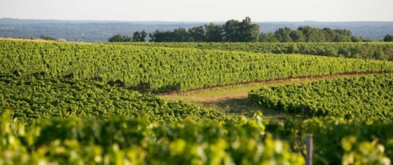 Oenotourisme En Cadillac