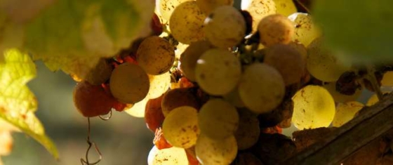 vendanges-blancs01