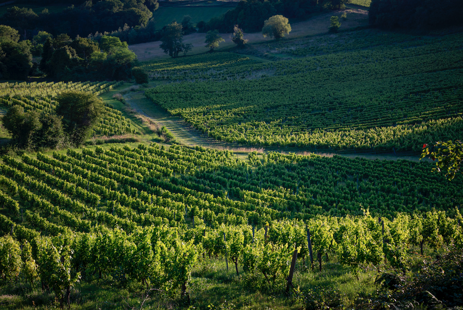 Vignoble bordelais visite Bordeaux