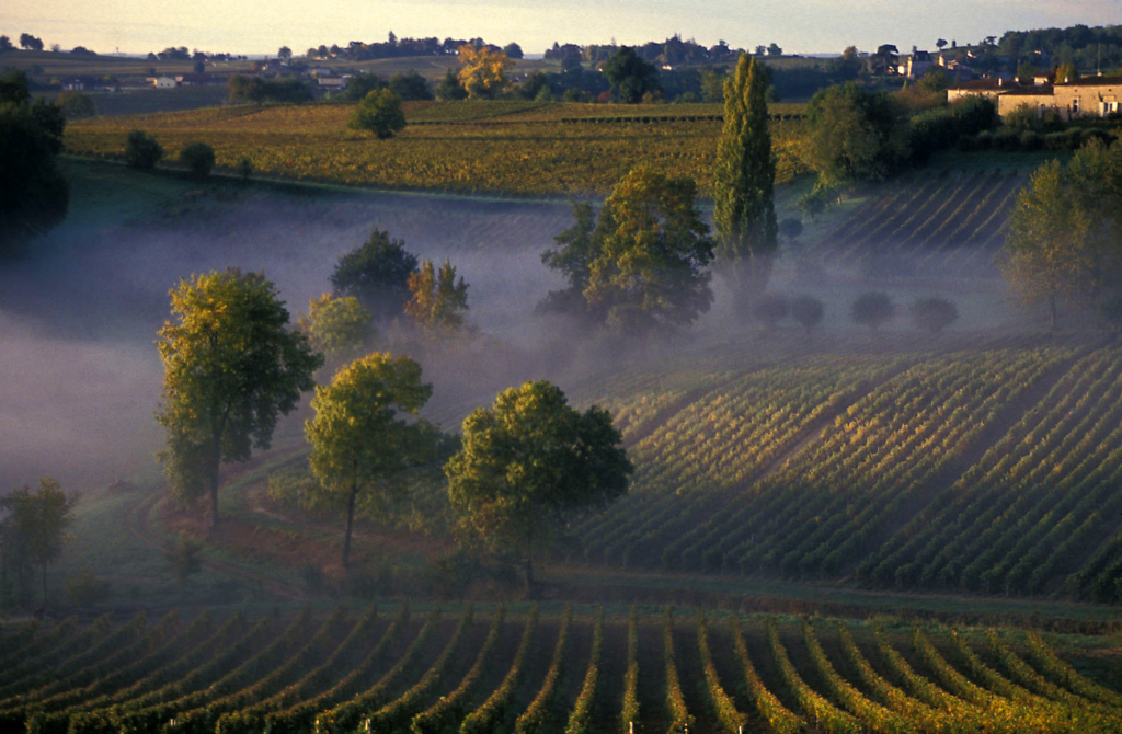 Vignoble bordelais visite Bordeaux