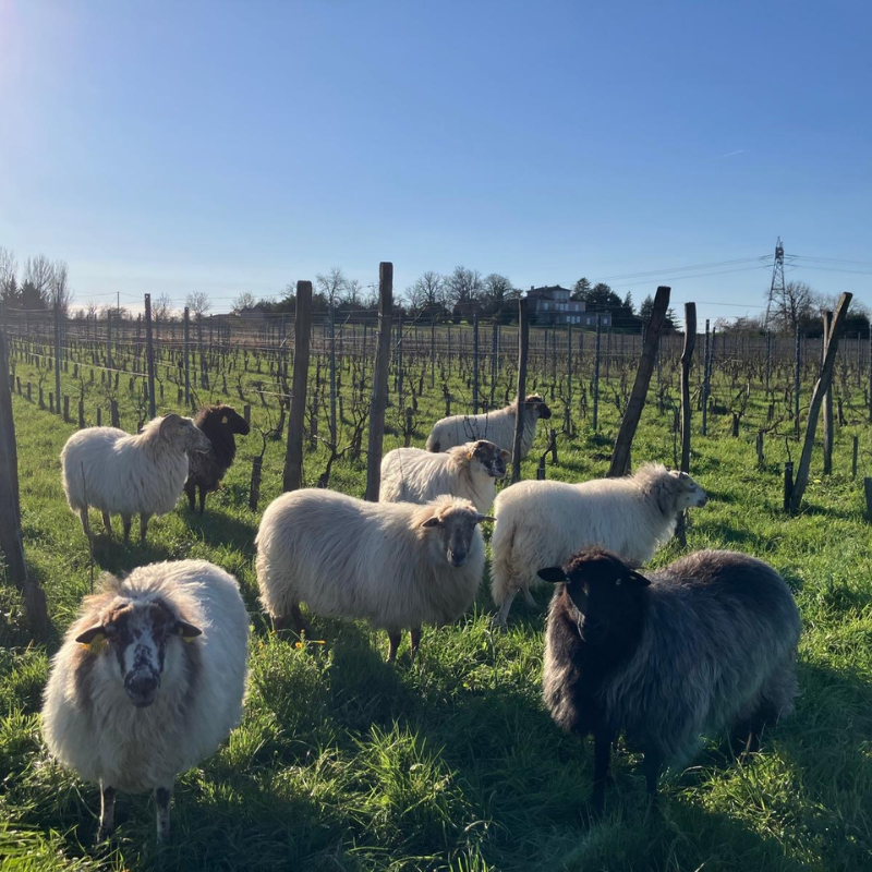 Apéritif Vigneron