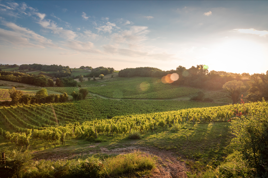 Visiter un vignoble Bordeaux