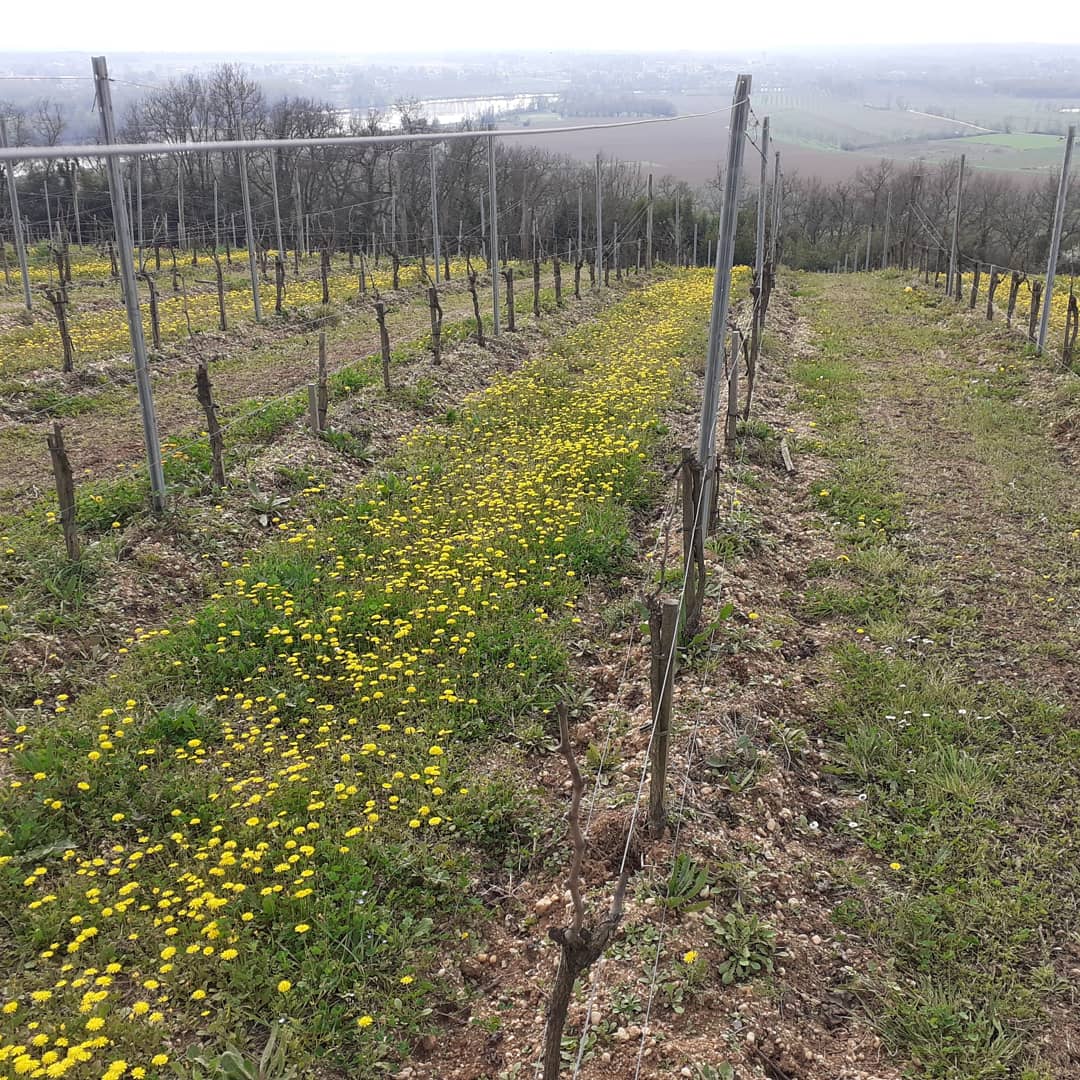 Le tour du vigneron